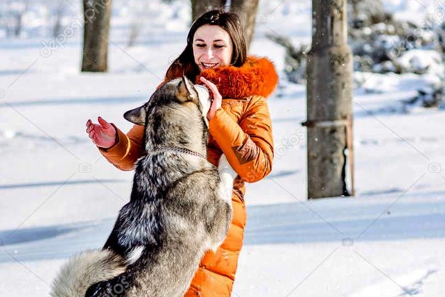 Grooming and Maintenance Of Husky