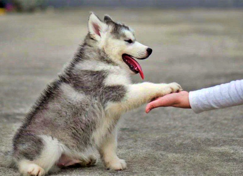 Low maintenance of Huskies in terms of grooming