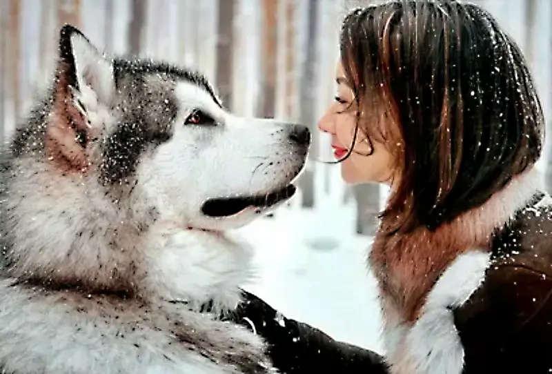 Great and Innate behaviour of Huskies for Active Families