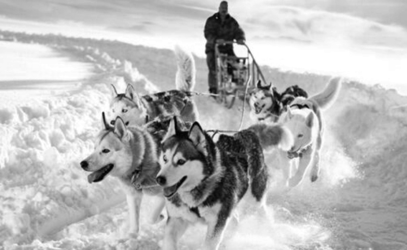 Is Husky is Beneficial for Snowy Land People