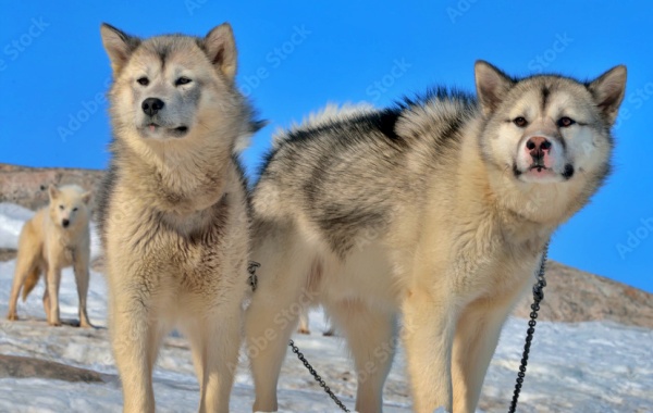 Greenland Dog