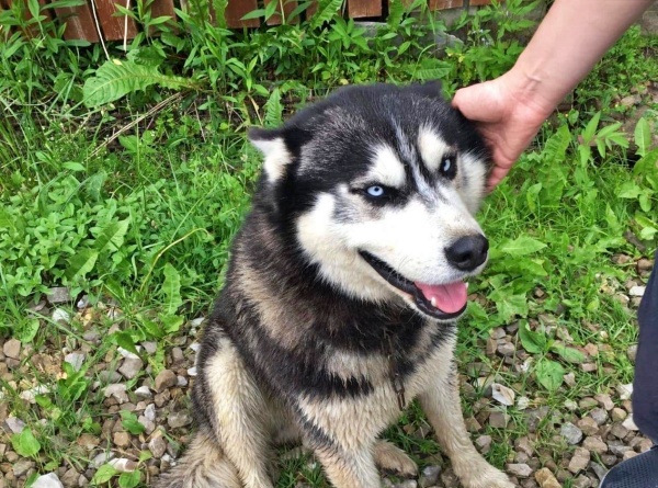 How much water does a Husky need?