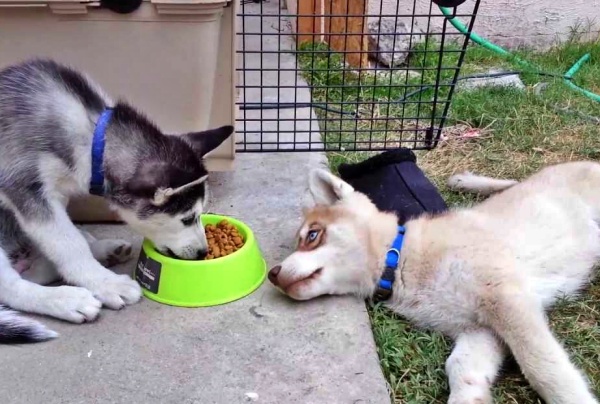 Huskies Diet Some Tricks to Encourage Your Dog to Eat