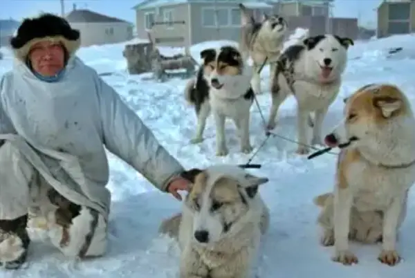 Chukchi Dog