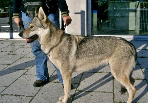 Czechoslovakian Wolfdog