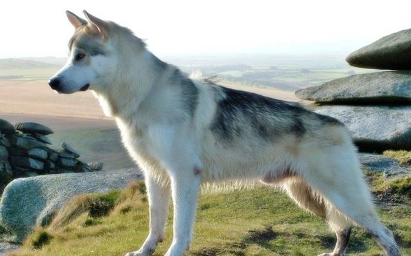 Northern Inuit Dog