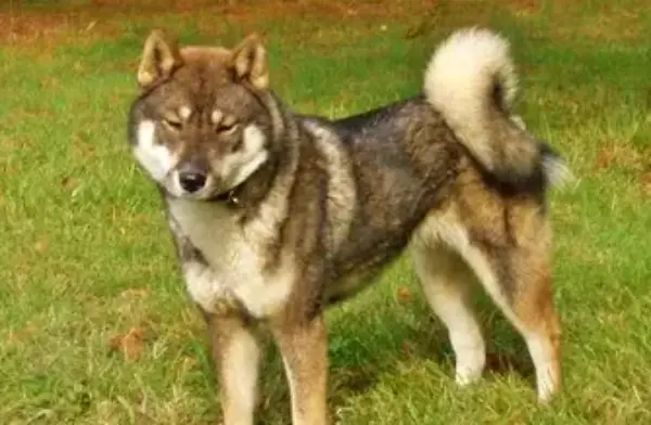 Shikoku Husky