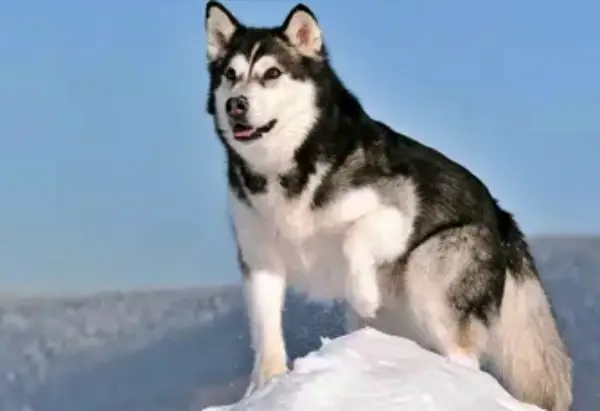 Alaskan Husky