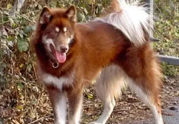 Canadian Eskimo Dog