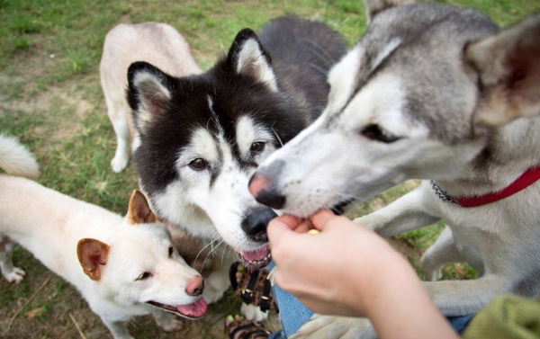 Understanding Your Husky’s Eating Habits