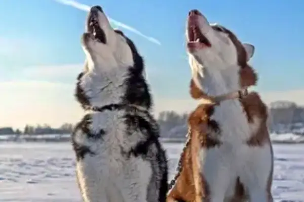 Emotional Expression Through Howling