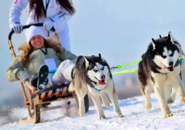 Husky Breeds for the Adventurous Lifestyle