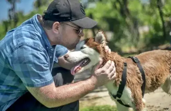 Why is hydration important for Huskies?