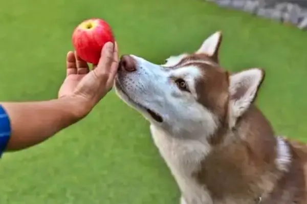 Benefits of a Healthy Diet for Huskies