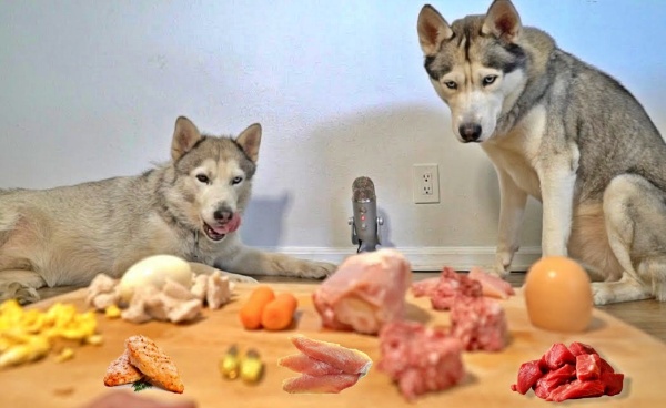 Tips for Encouraging Your Husky to Eat