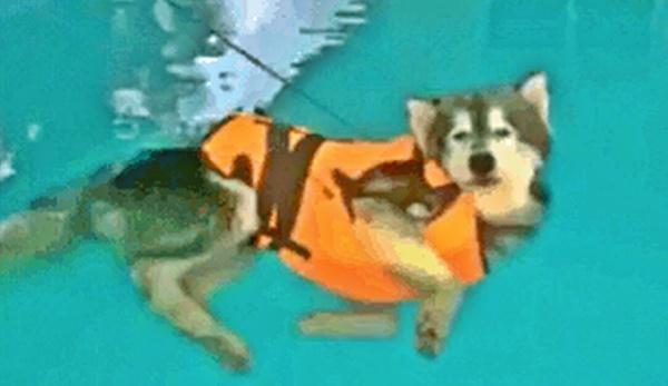 Can Huskies Swim? Exploring the Aquatic Abilities of Huskies