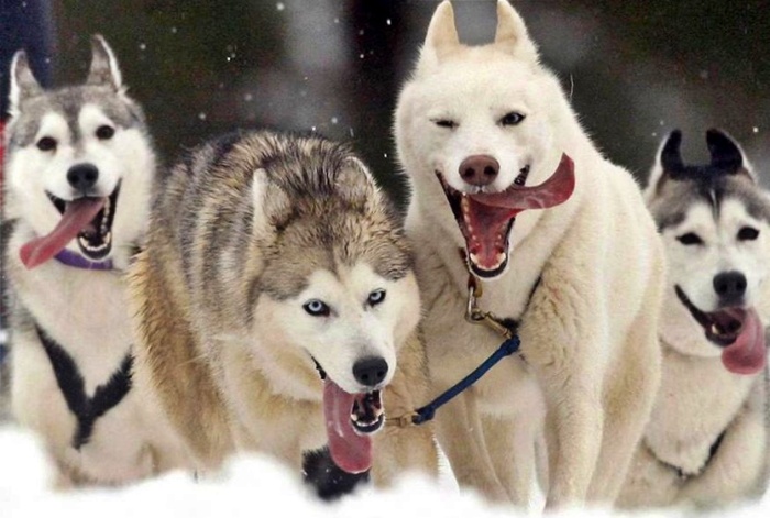 Husky Breeds in Pop Culture A Breed for Outdoor Enthusiasts