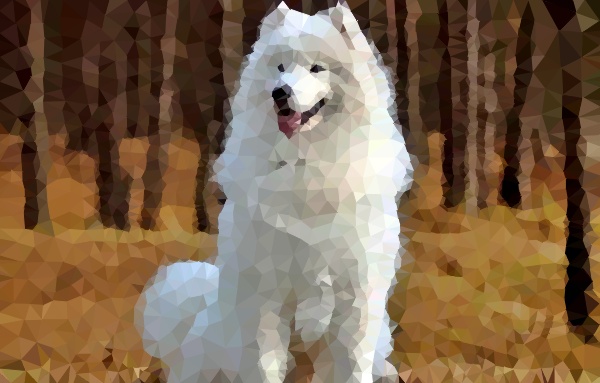 Samoyed