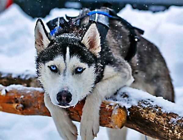 The Admiration of huskies Types due to its Varieties