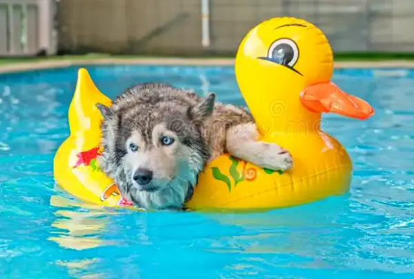 Common Misconceptions About Huskies Swimming