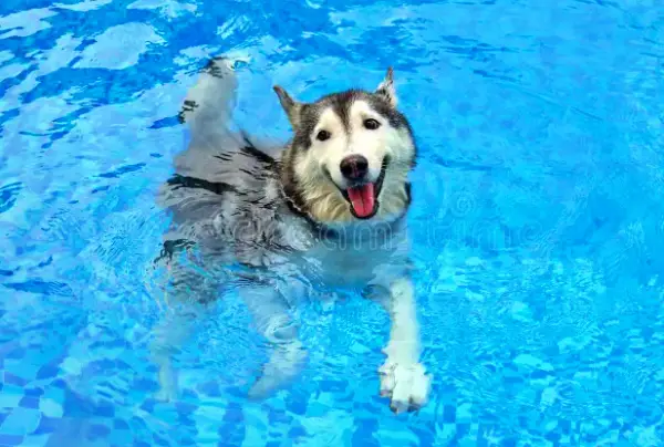 Benefits of swimming for Huskies