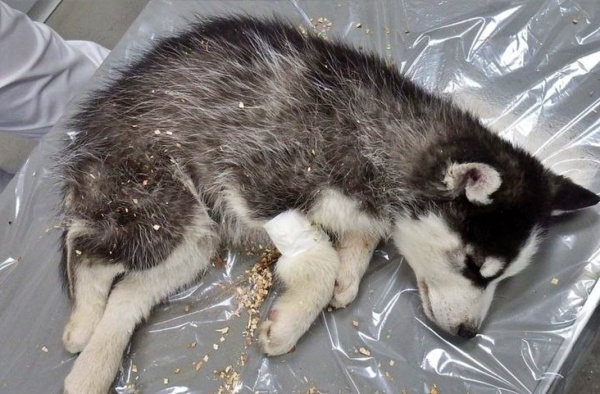 Husky Hydration How Much Water Does Your Dog Need?