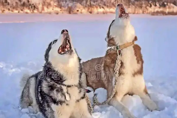 Huskies Howl The Secrets of Their Unique Communication