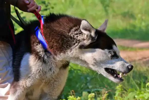 Howling as a Response to Environmental Stimuli